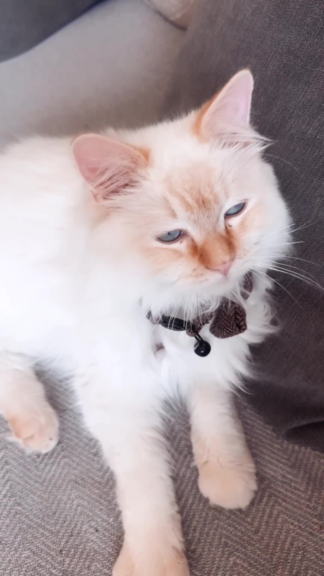 Ragdoll cats for sale: Ragdoll  - Video 1
