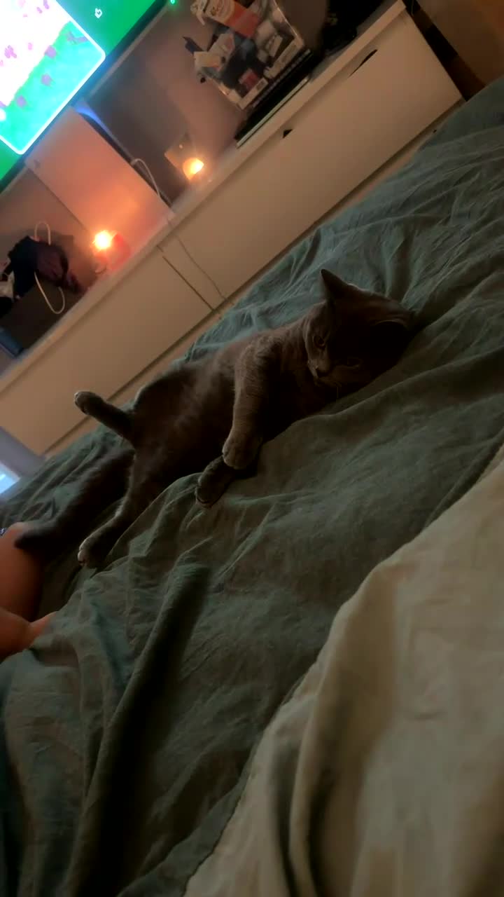 British Shorthair cats for sale: Beautiful British shorthair male  - Video 3