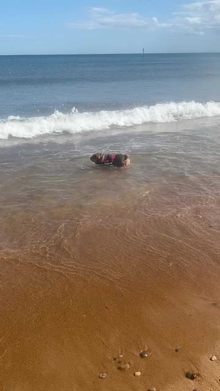 English Bulldog dogs for sale: Tri merle English Bulldog, 3 years old - Video 1