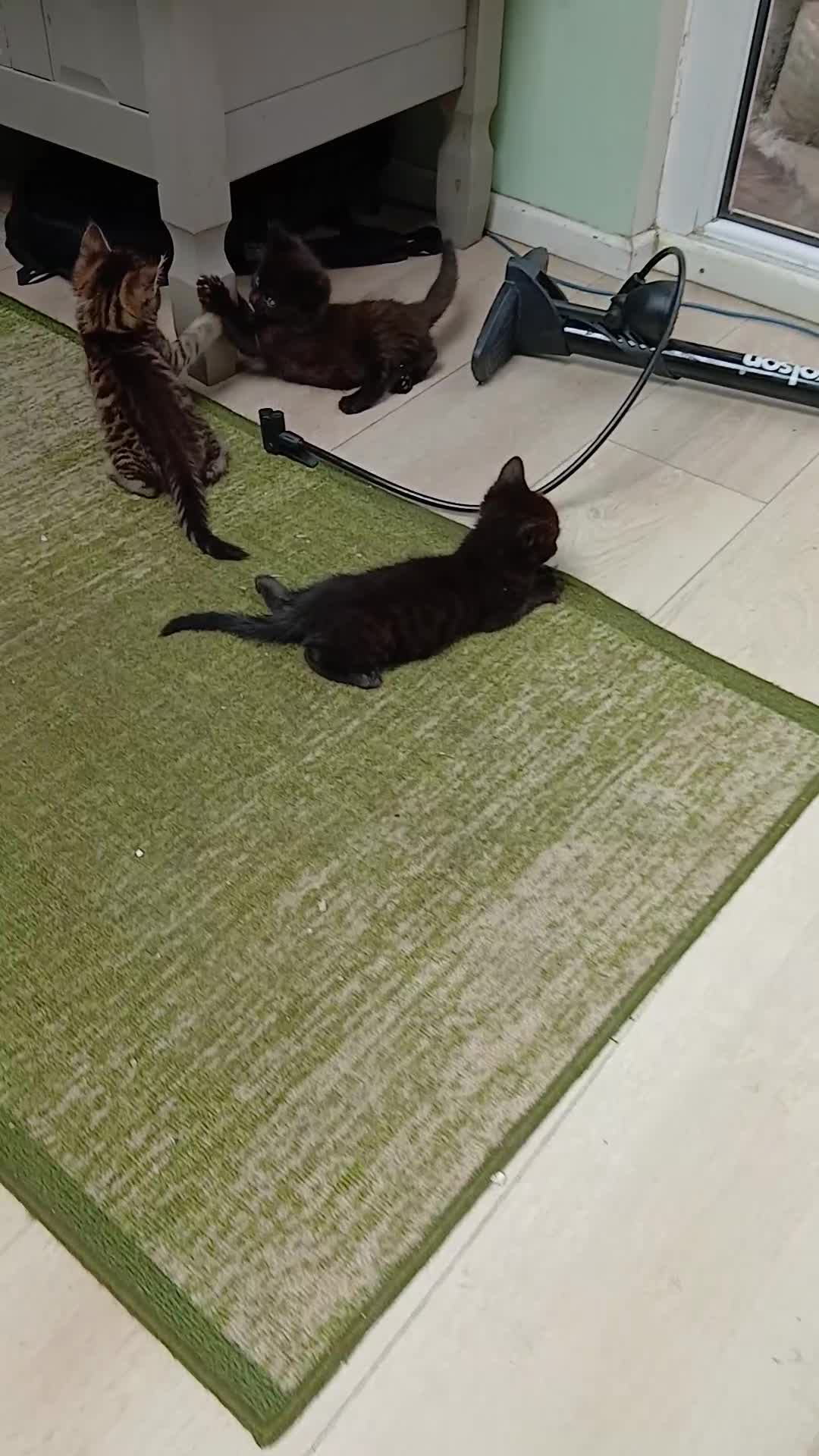 Mixed Breed cats for sale: Cute bengal mixed kittens for sale - Video 1