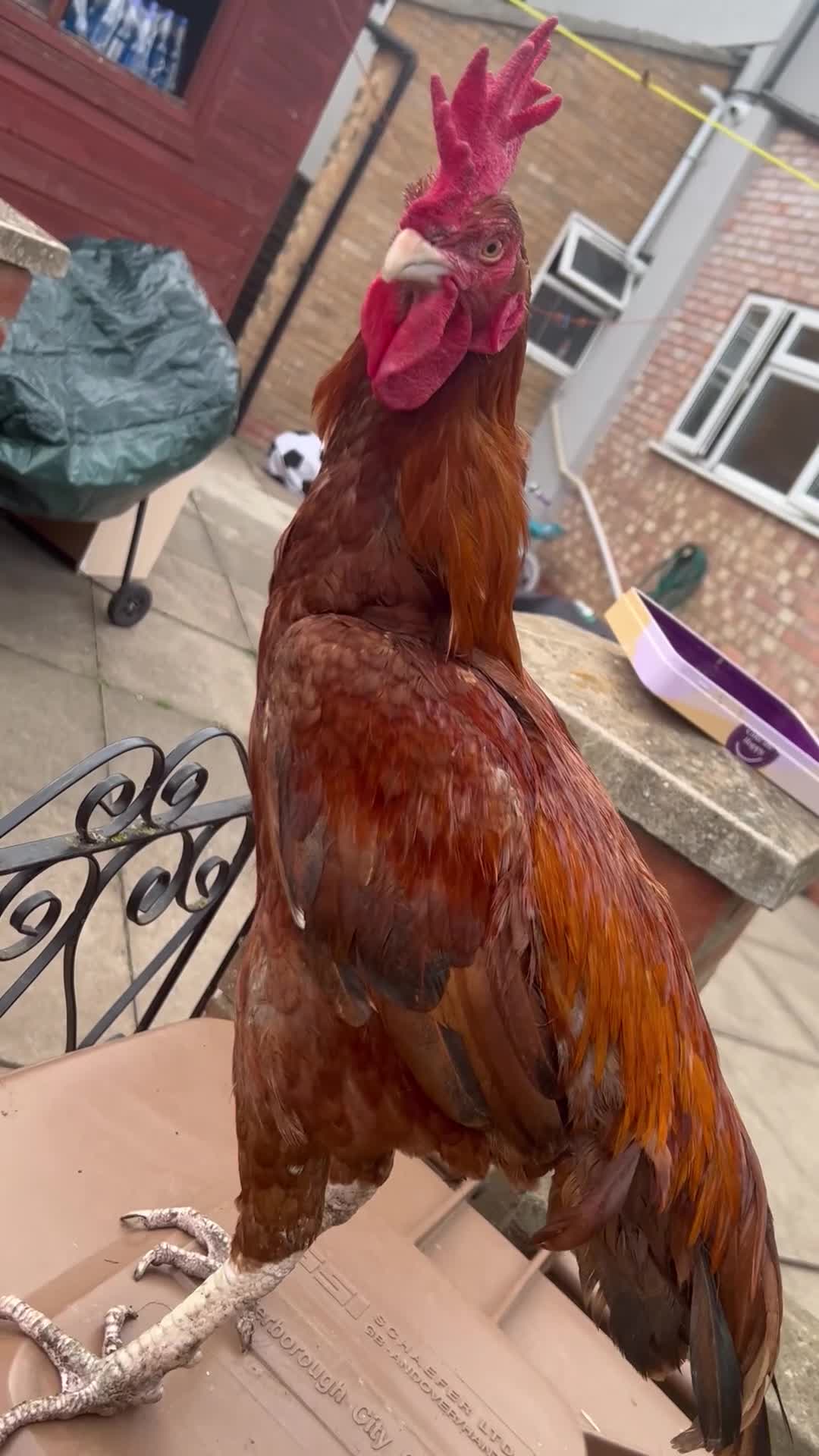 Chickens poultry for sale: Shamo aseel.  - Video 1