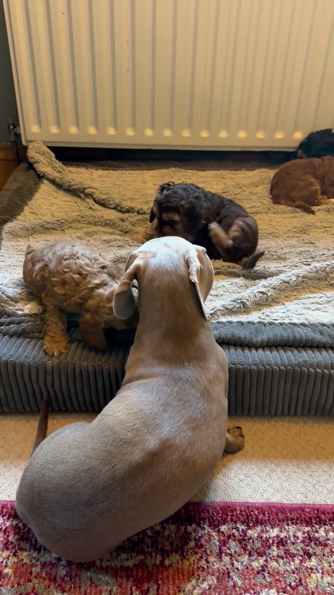 Cockapoo dogs for sale: F3 cockerpoos - Video 1