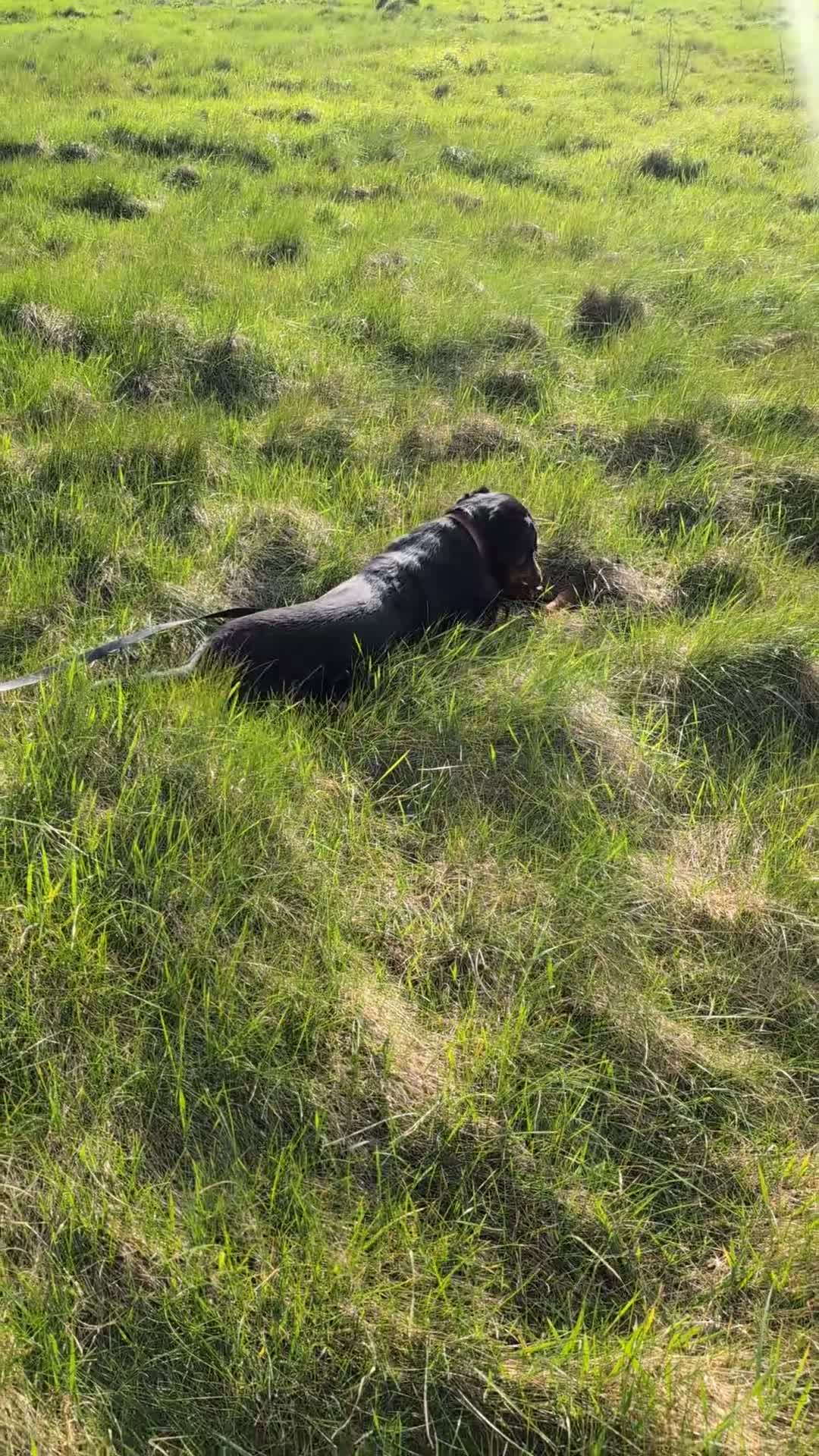 Rottweiler dogs for sale: 8 months old rottweiler male in Wednesbury - Video 2