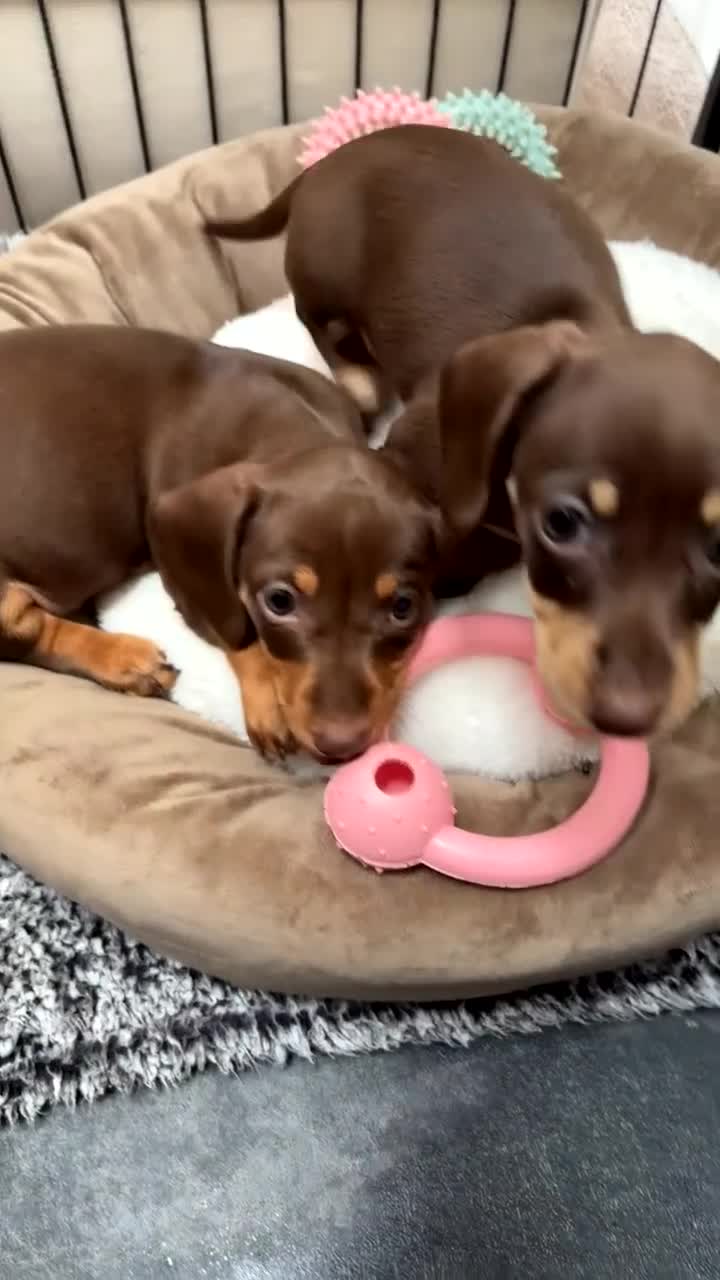 Miniature Dachshund dogs for sale: Ready now. Miniature dachshund puppies KC reg  - Video 1