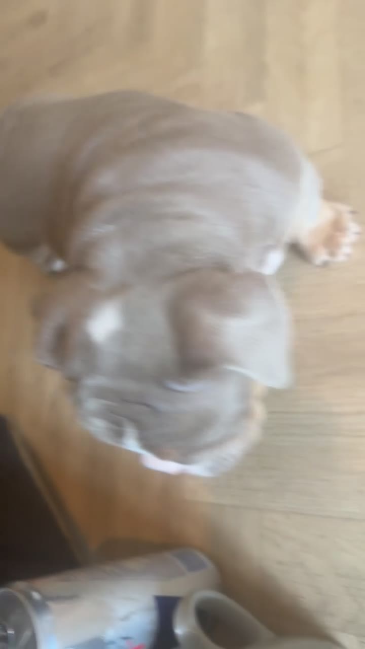 English Bulldog dogs for sale: Beautiful Baby Girl - Video 3