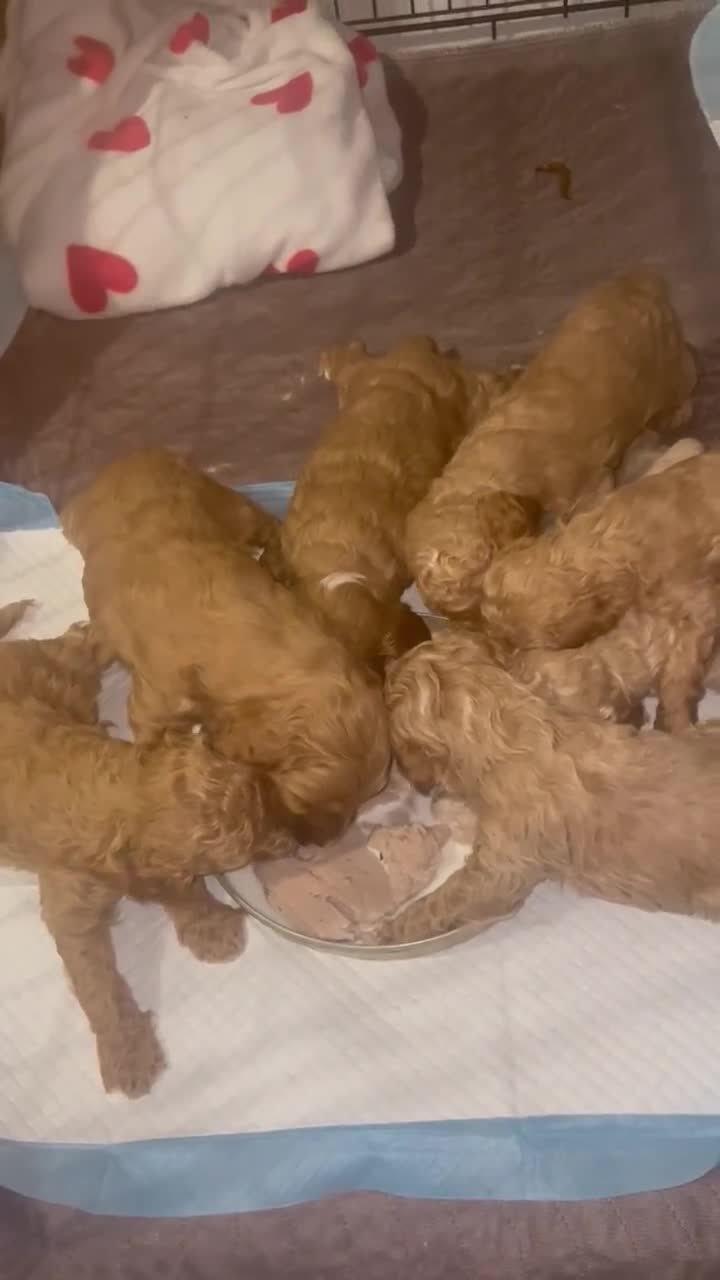 Cockapoo dogs for sale: Puppies ready for there forever homes  - Video 1
