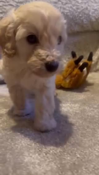 Doxiepoo dogs for sale: Last Beautiful Doxiepoo Puppy - Video 2