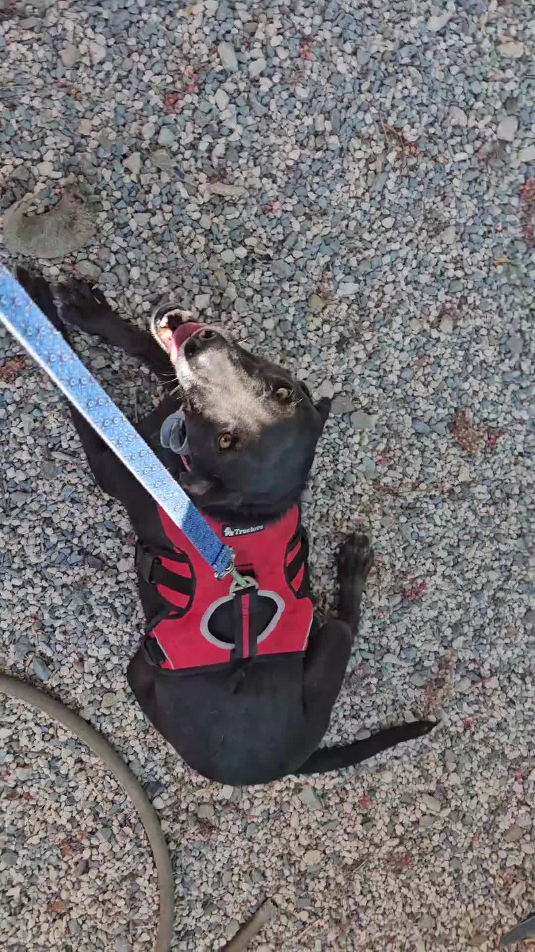 Labrador Retriever dogs for adoption: Gracie - super sweet girl! - Video 1