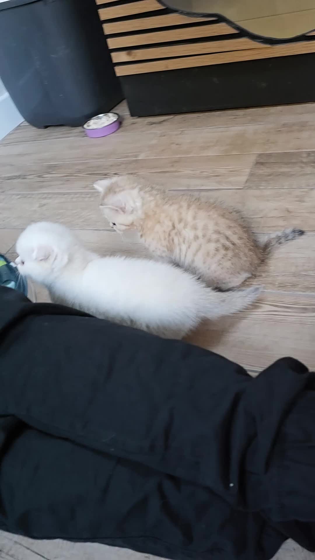 Scottish Fold cats for sale: *LAST LITTLE GIRL REMAINING* STUNNING TICA BABIES - Video 3