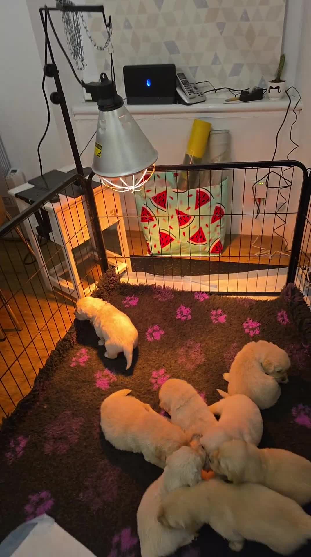 Golden Retriever dogs for sale: Golden retriever puppies - Video 3