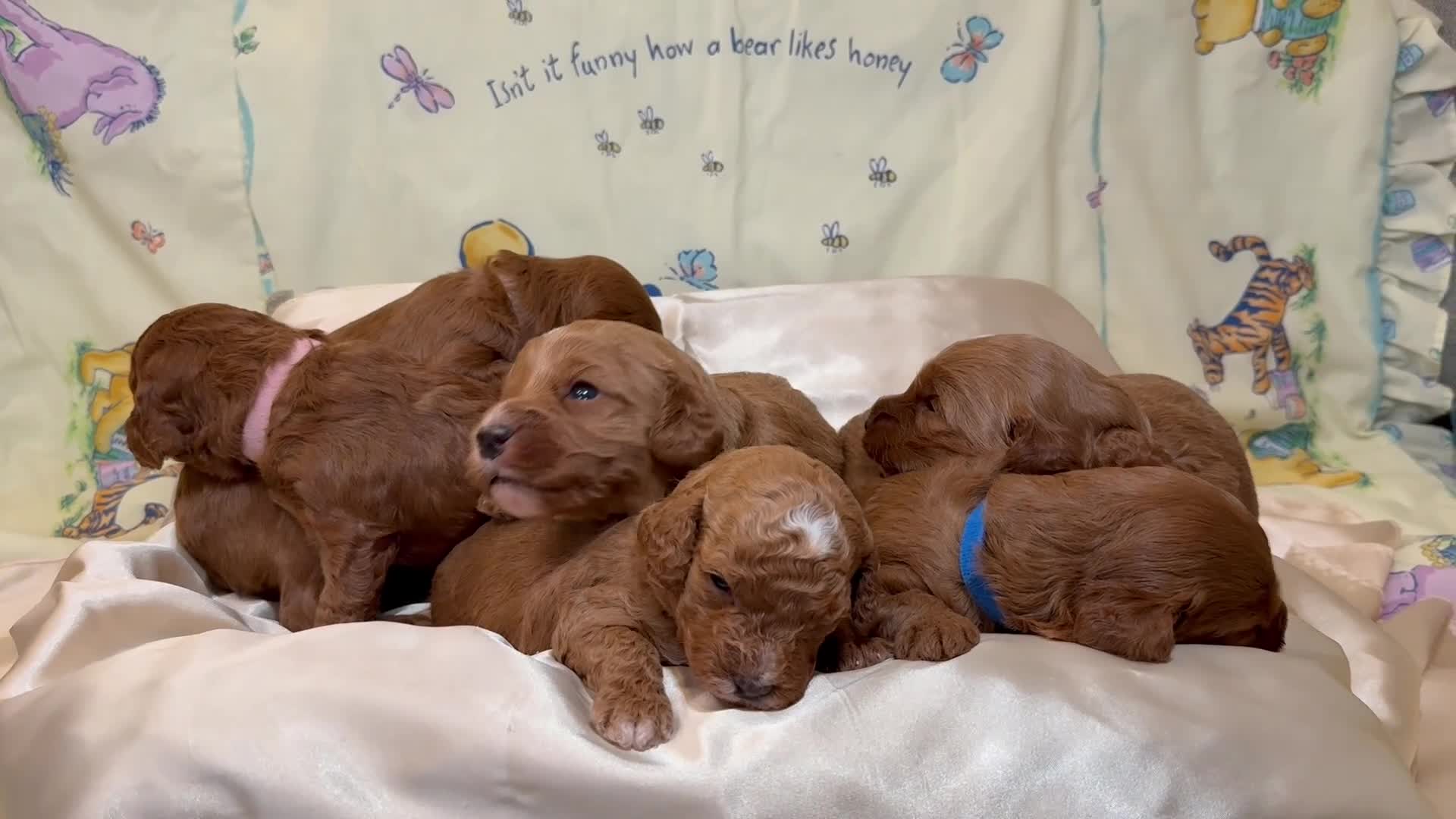 Cavapoo dogs for sale: 6 Cute Cavapoo puppies 6 - ready for homes in feb  - Video 1