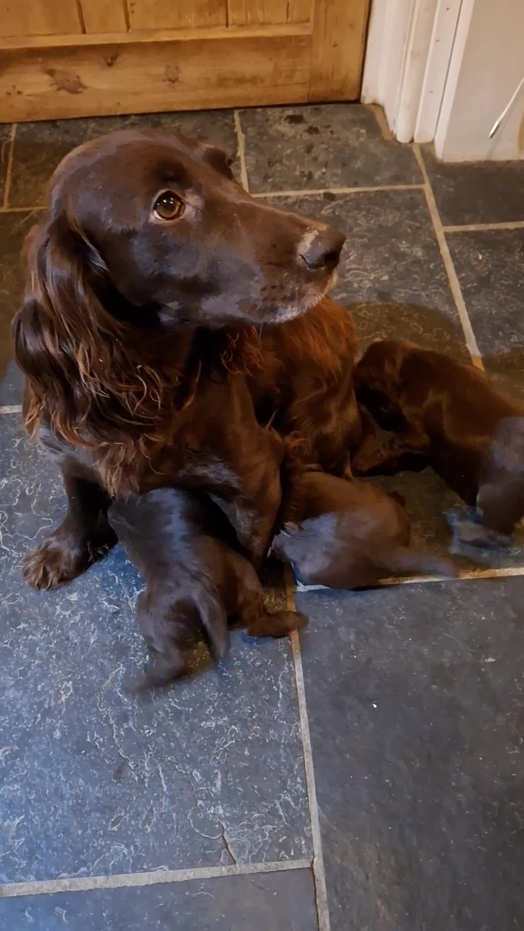 Cocker Spaniel dogs for sale: KC Cocker spaniel puppies  - Video 1