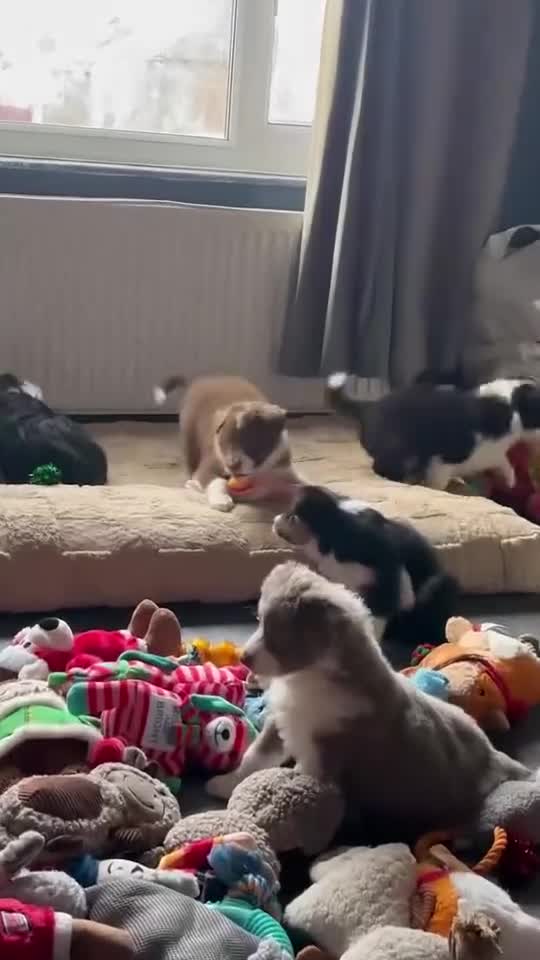 Border Collie dogs for sale: 4 border collie puppies - Video 3