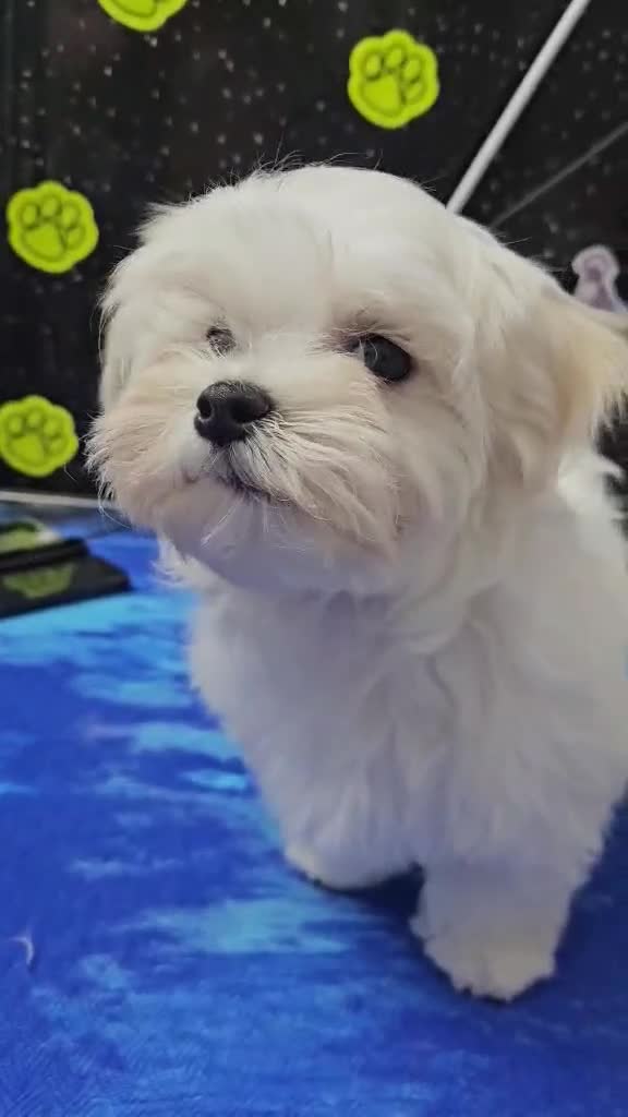 Maltese dogs for sale: Exceptional Quality Maltese Puppy Boy Available - Video 1