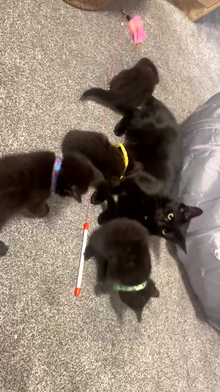 Mixed Breed cats for sale: 4 beautiful black kittens for sale!!! - Video 1