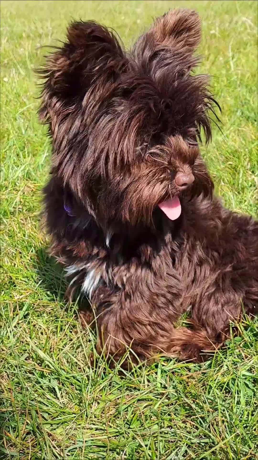 Yorkshire Terrier dogs for stud: Yorkshire Terrier stud - Video 1