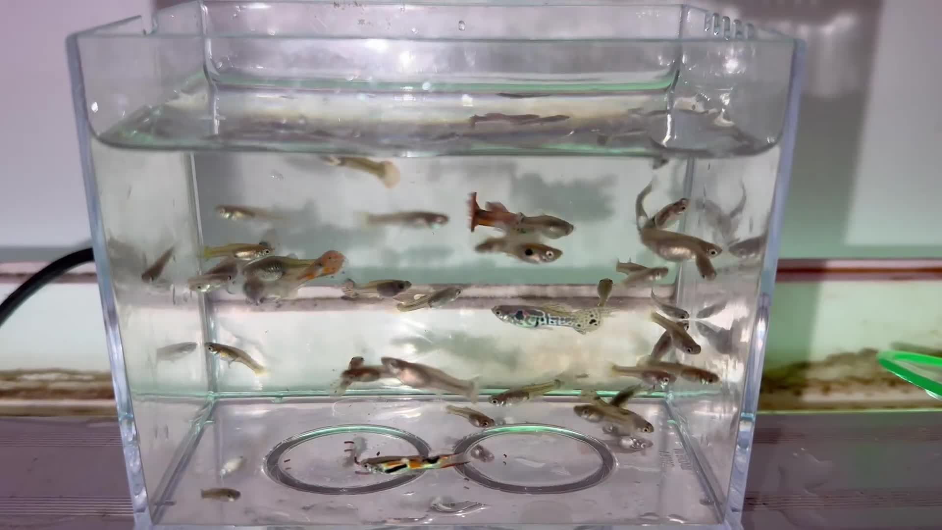 Live Bearers fish for sale: Guppy fry available   - Video 1