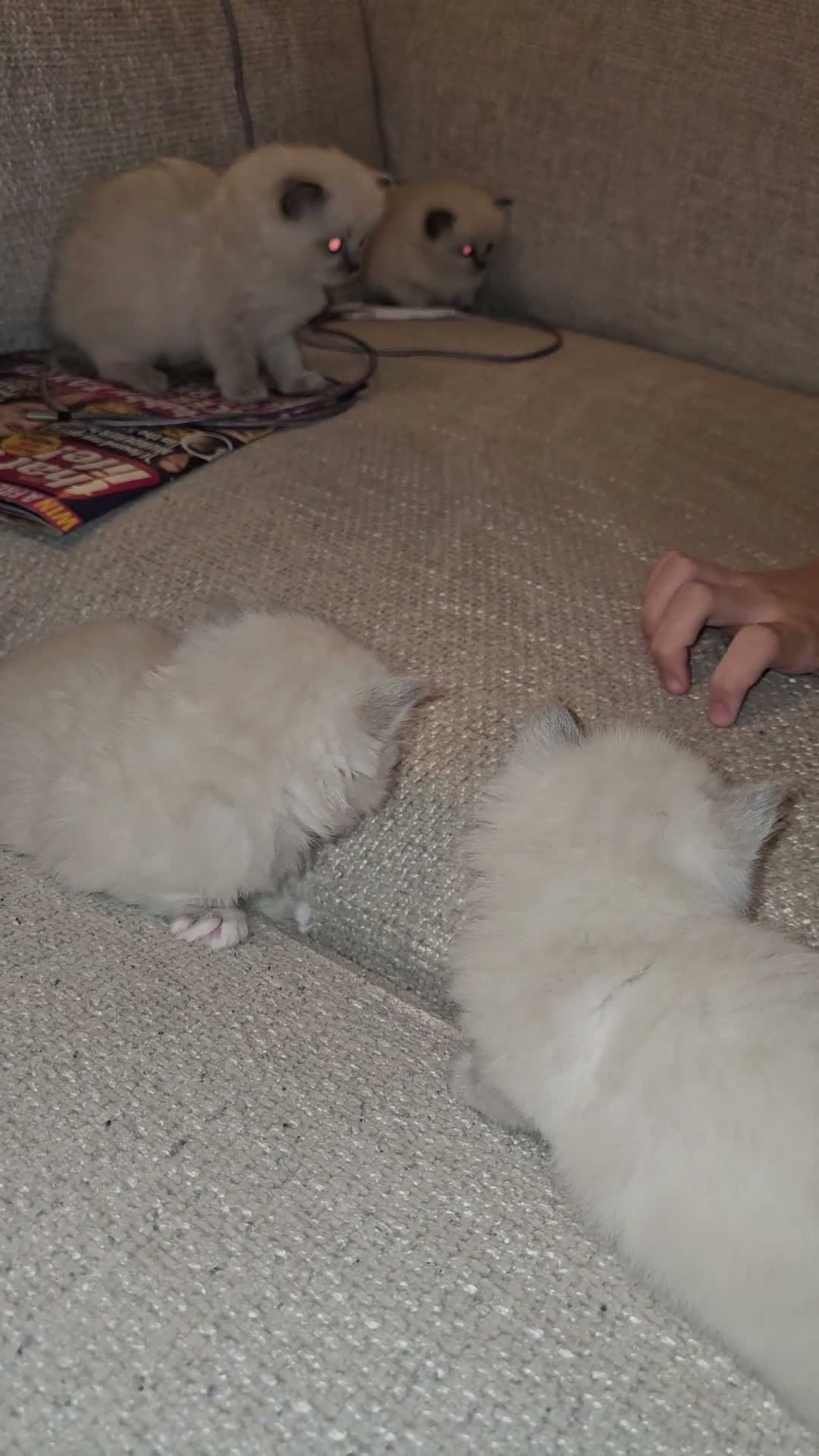 Ragdoll cats for sale: Beautiful Ragdolls Looking For Their Forever Home - Video 1