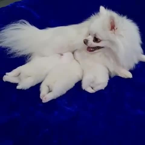 Pomeranian dogs for sale: Quality Pure white pomeranian puppies  - Video 2