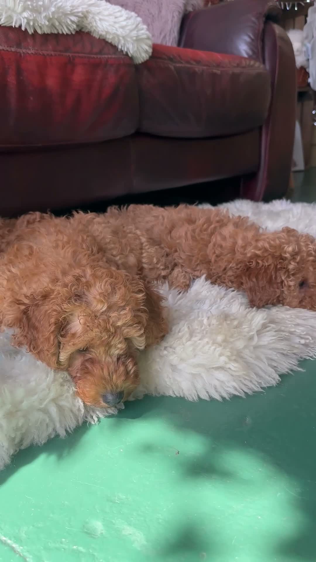 Miniature Poodle dogs for sale: Pedigree Miniature Poodles - Video 1