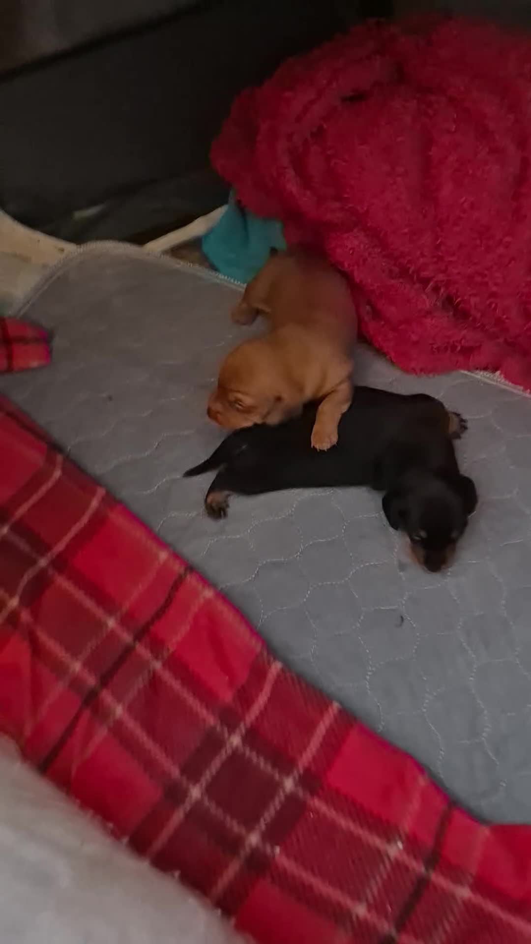 Miniature Dachshund dogs for sale: Champion Miniature Dachshunds KC registered  - Video 1