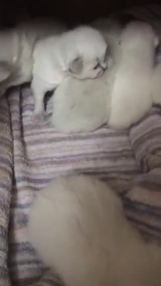 Ragdoll cats for sale: Purebred Ragdoll Kittens HCM PKD  clear - Video 1