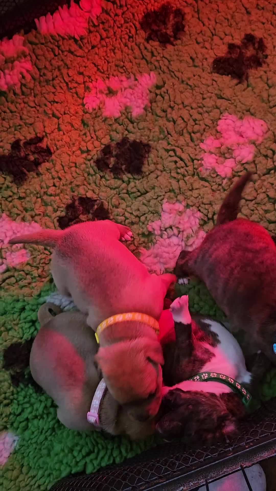 Staffordshire Bull Terrier dogs for sale: 🥨THE GOLDILOCKS LITTER 🥨 - Video 4