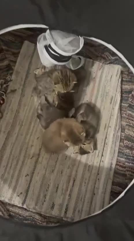 British Shorthair cats for sale: Black Golden British Shorthair Kittens for Sale in Nottingham - Video 1