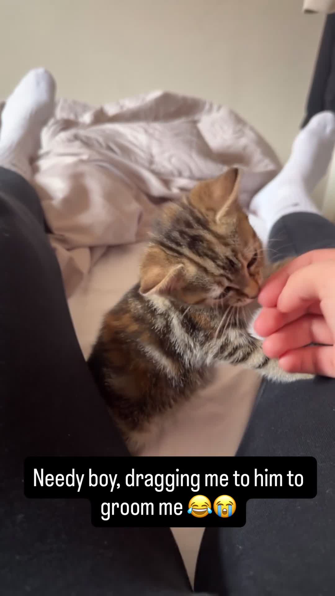 Mixed Breed cats for sale: 🐾 Beautiful Male Tabby Kitten 🐾 - Video 1