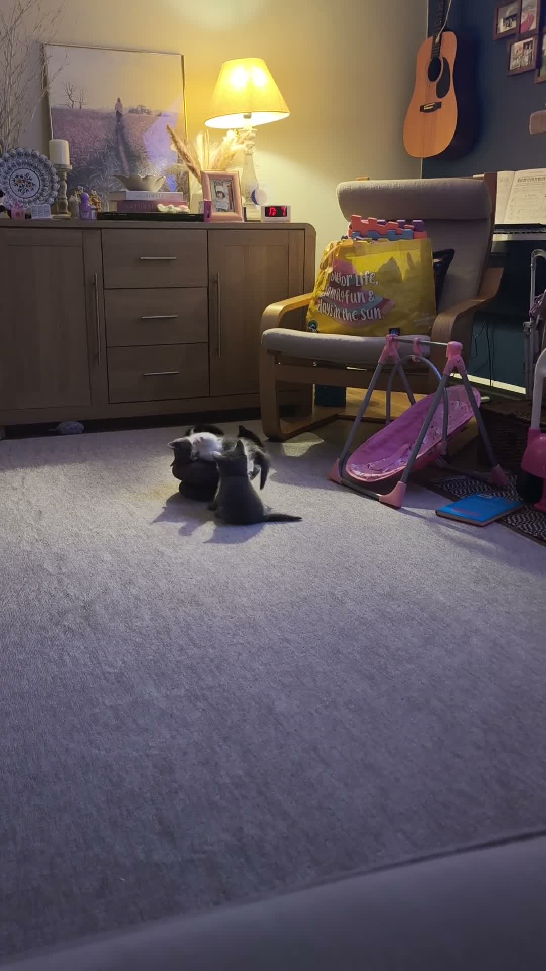 Mixed Breed cats for sale: Beautiful Home-Raised Kittens in Nottingham - Video 1