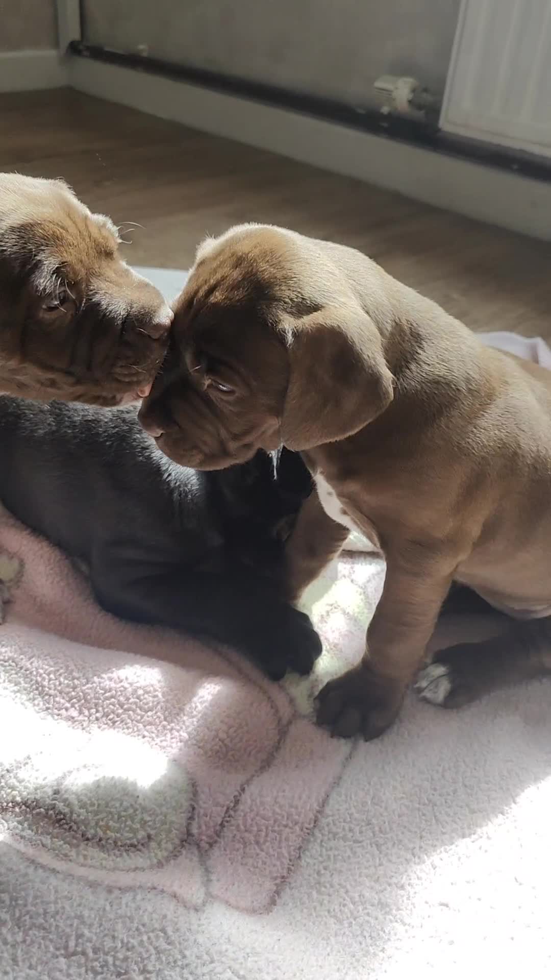 Mixed Breed dogs for sale: dog de bordeaux mixed Dalmatian  - Video 1