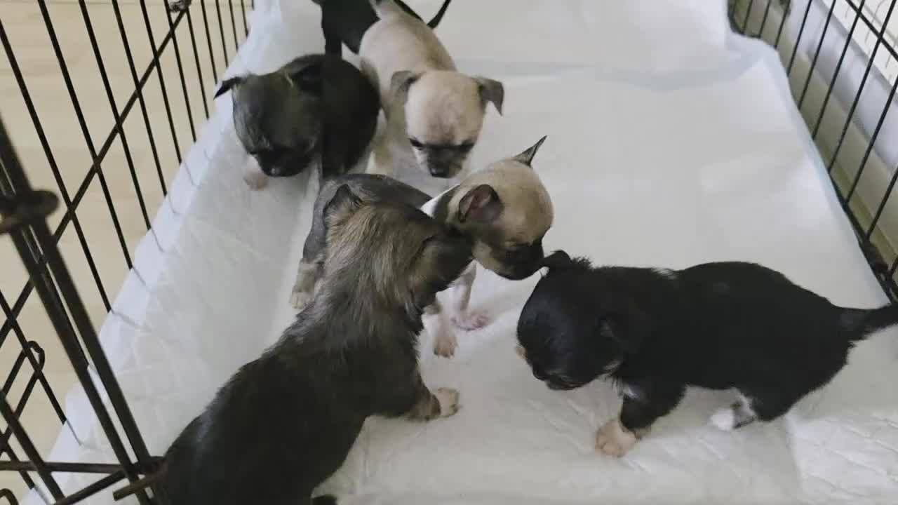 Chihuahua dogs for sale: Chihuahua puppies  - Video 1