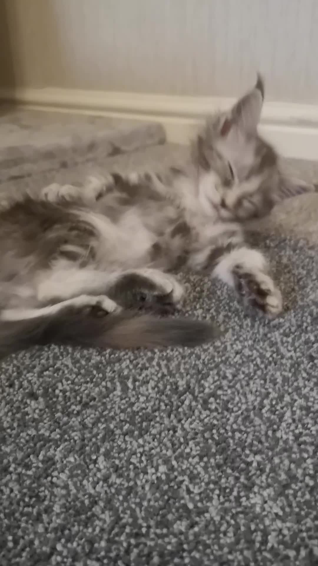 Maine Coon cats for sale: Maine Coon Kittens Parents Tica Reg& Health tested - Video 2