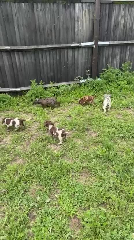 Cocker Spaniel dogs for sale: Cocker spaniel puppies  - Video 2