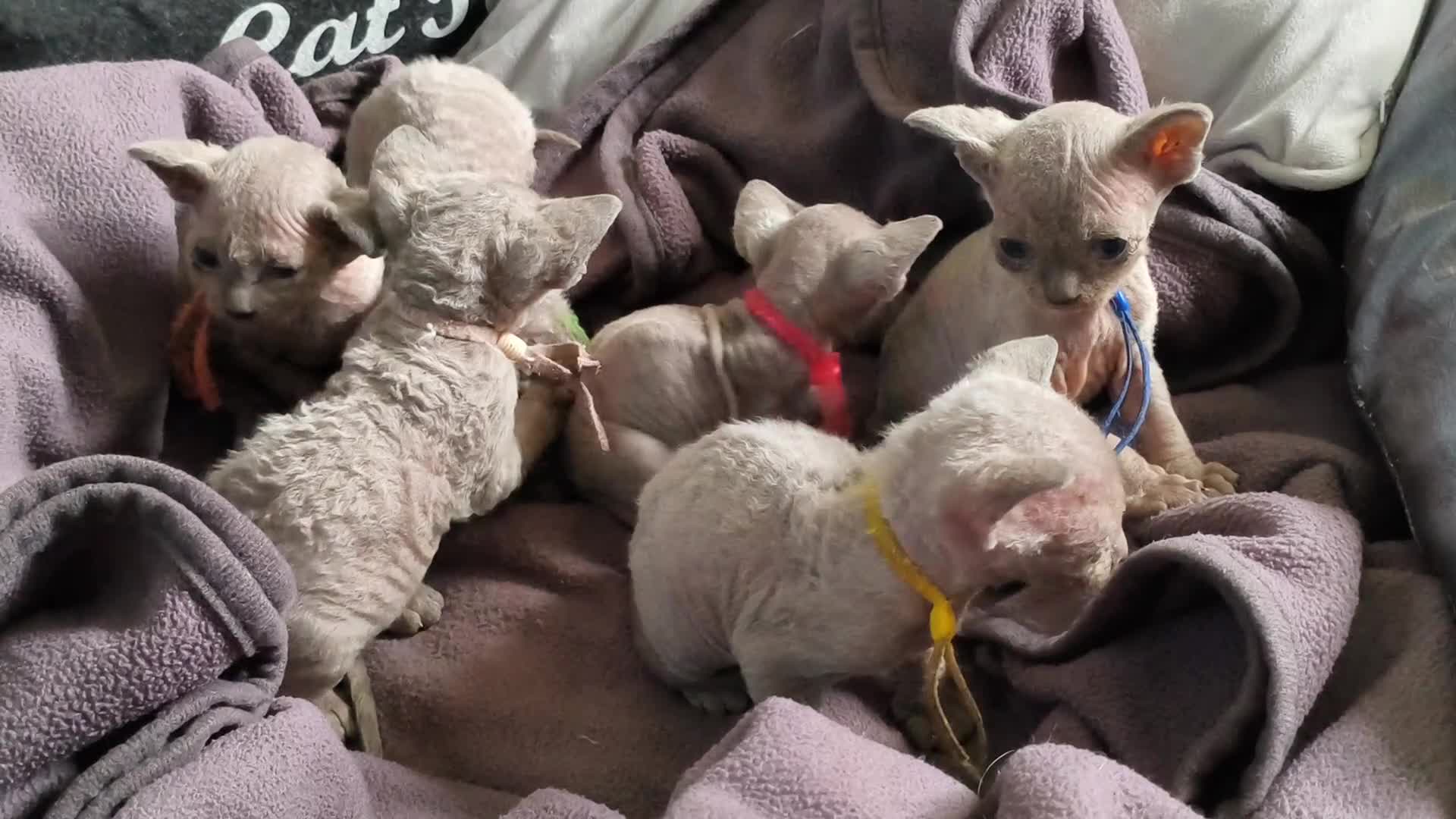 Sphynx cats for sale: Stunning Blue/Grey Sphynx Kitten ** All GONE *** - Video 2