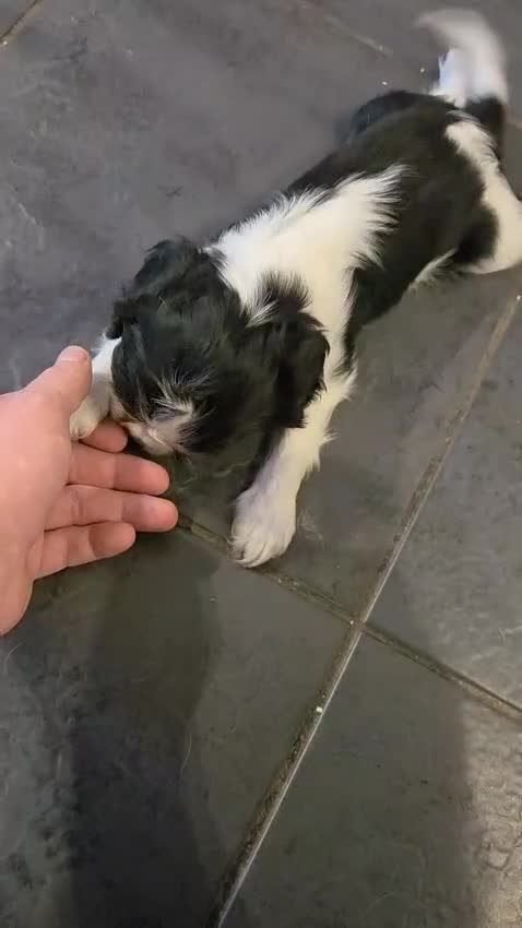 Cavalier King Charles Spaniel dogs for sale: Beautiful ckc puppies - Video 1