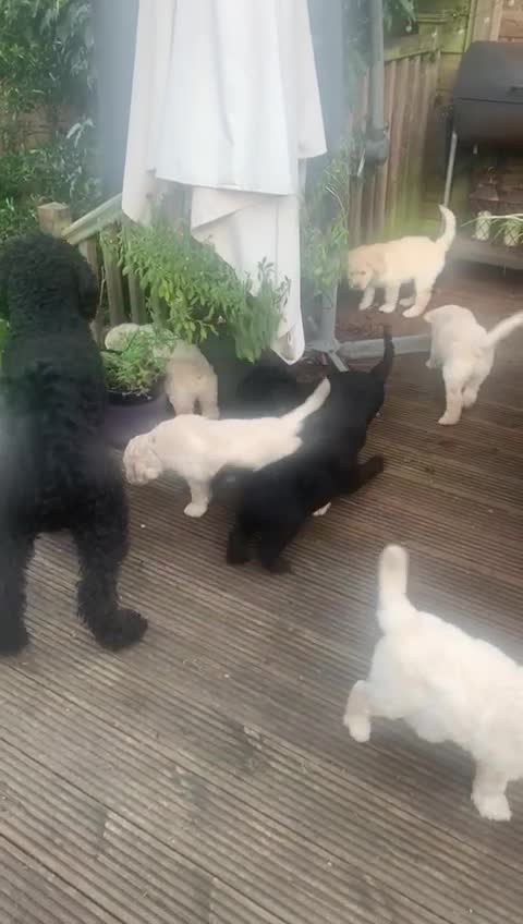 Labradoodle dogs for stud: Labradoodle Stud - Proven in Worthing - Video 1