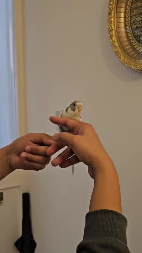 Budgerigars birds for sale: Handreared semitamed and tamed budgies  - Video 4