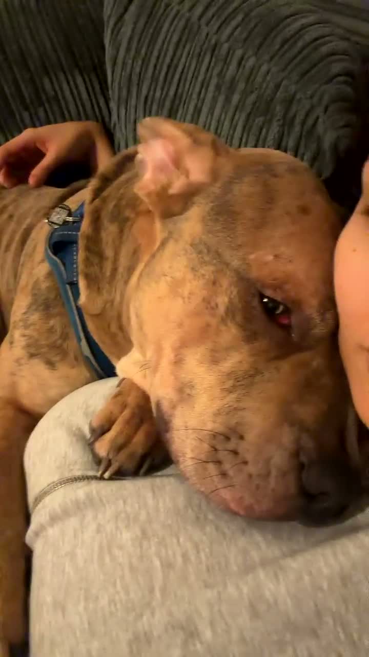Mixed Breed dogs for sale: 1 year old boy called Ace  - Video 1