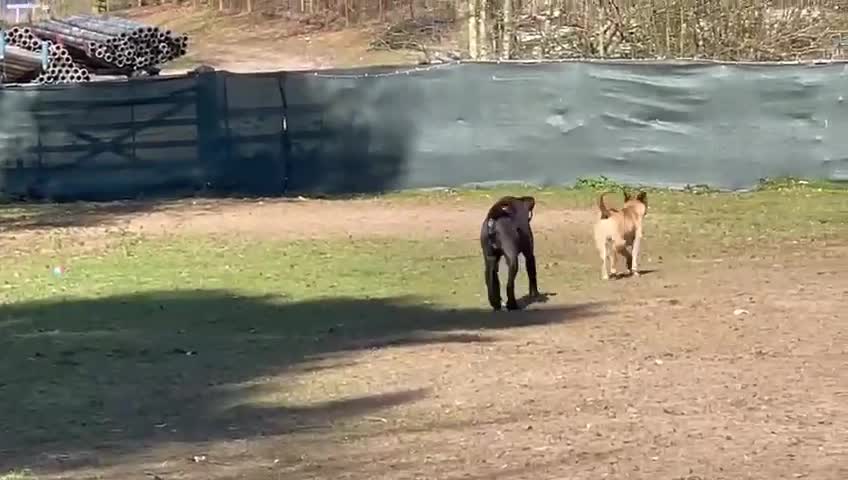 Mixed Breed dogs for adoption: 🐾🖤 SAM – The Happy, Handsome All-Rounder 🖤🐾 - Video 3