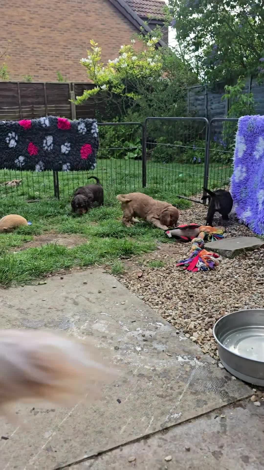 Cocker Spaniel dogs for sale: KC Reg Show Cocker Spaniel Puppy Black and tan - Video 1