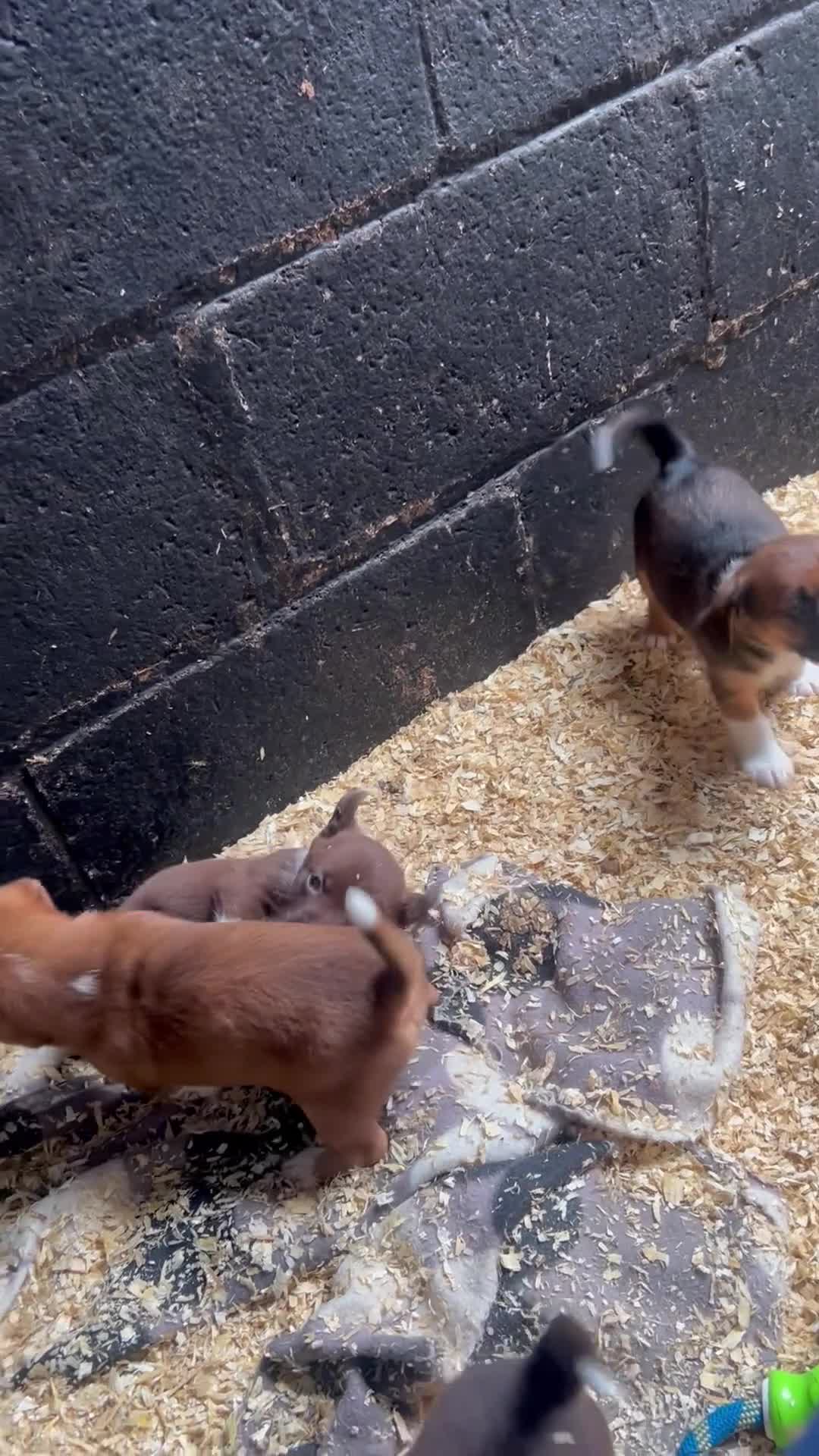 Mixed Breed dogs for sale: Terrier x collie pups for sale  - Video 1