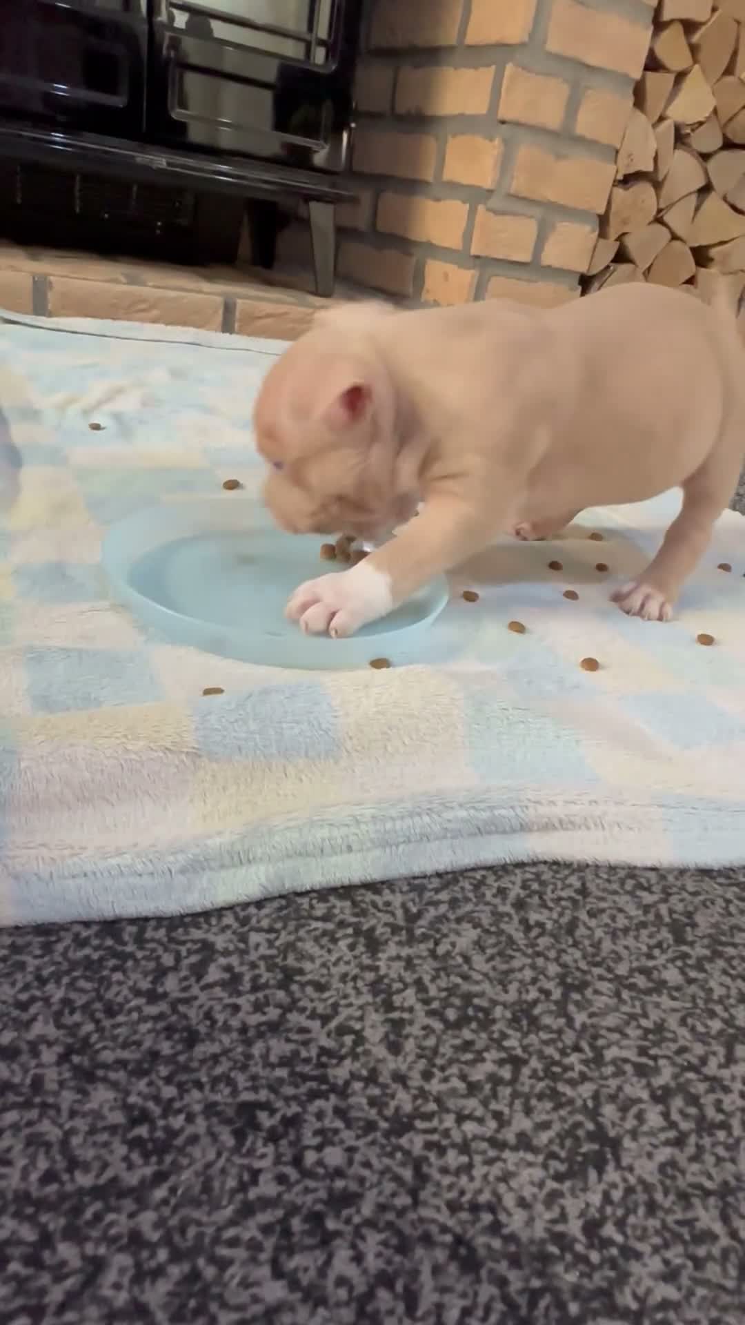 American Bully dogs for sale: Abkc pocket bully's in Barnsley - Video 2