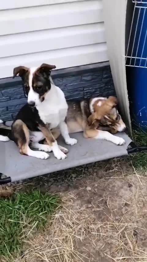 Mixed Breed dogs for adoption: 💖🐶 SESI 🐶💖 - Video 1