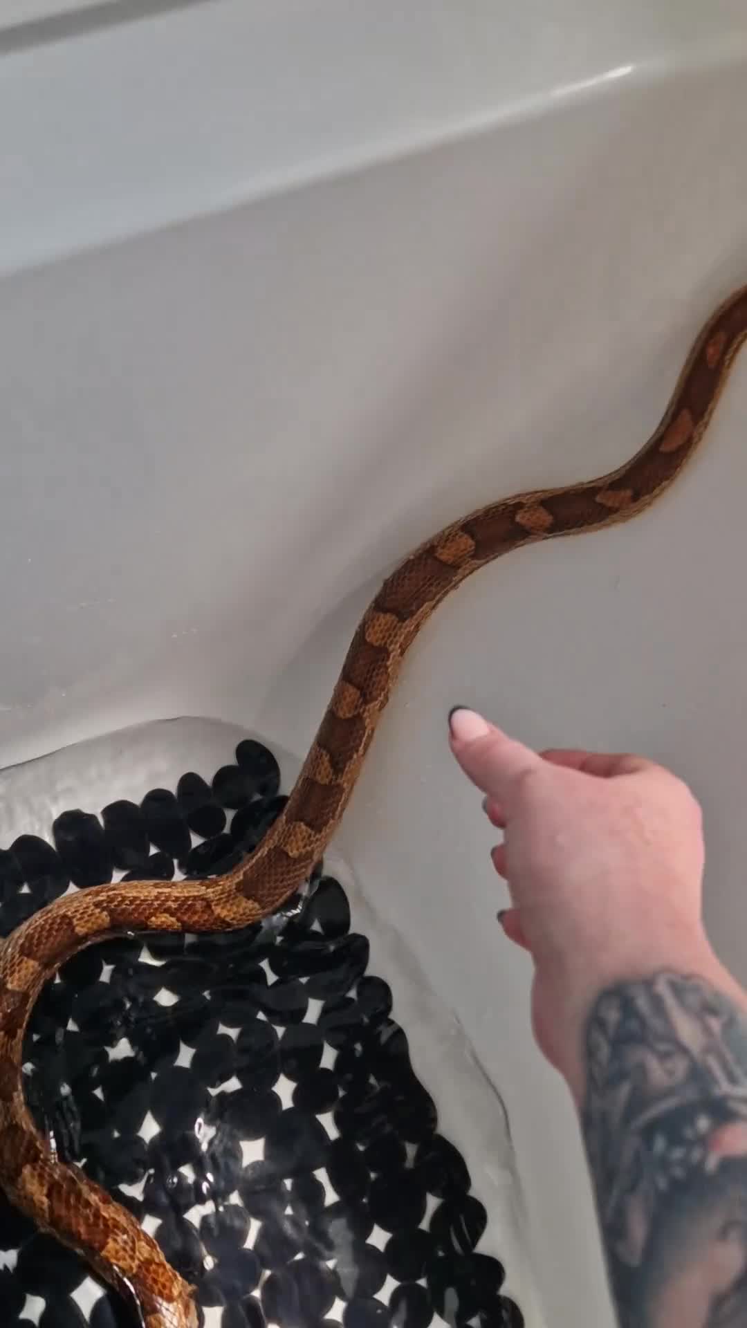 Corn Snake reptiles for sale: Fluffy and luna the corn snakes - Video 1