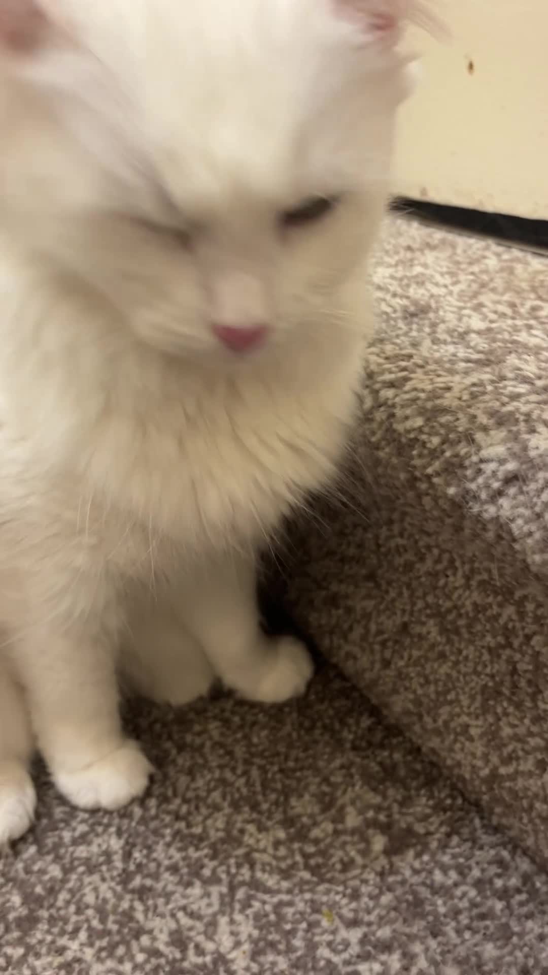 Turkish Angora cats for sale: 3 Year old Turkish Angora - Video 1