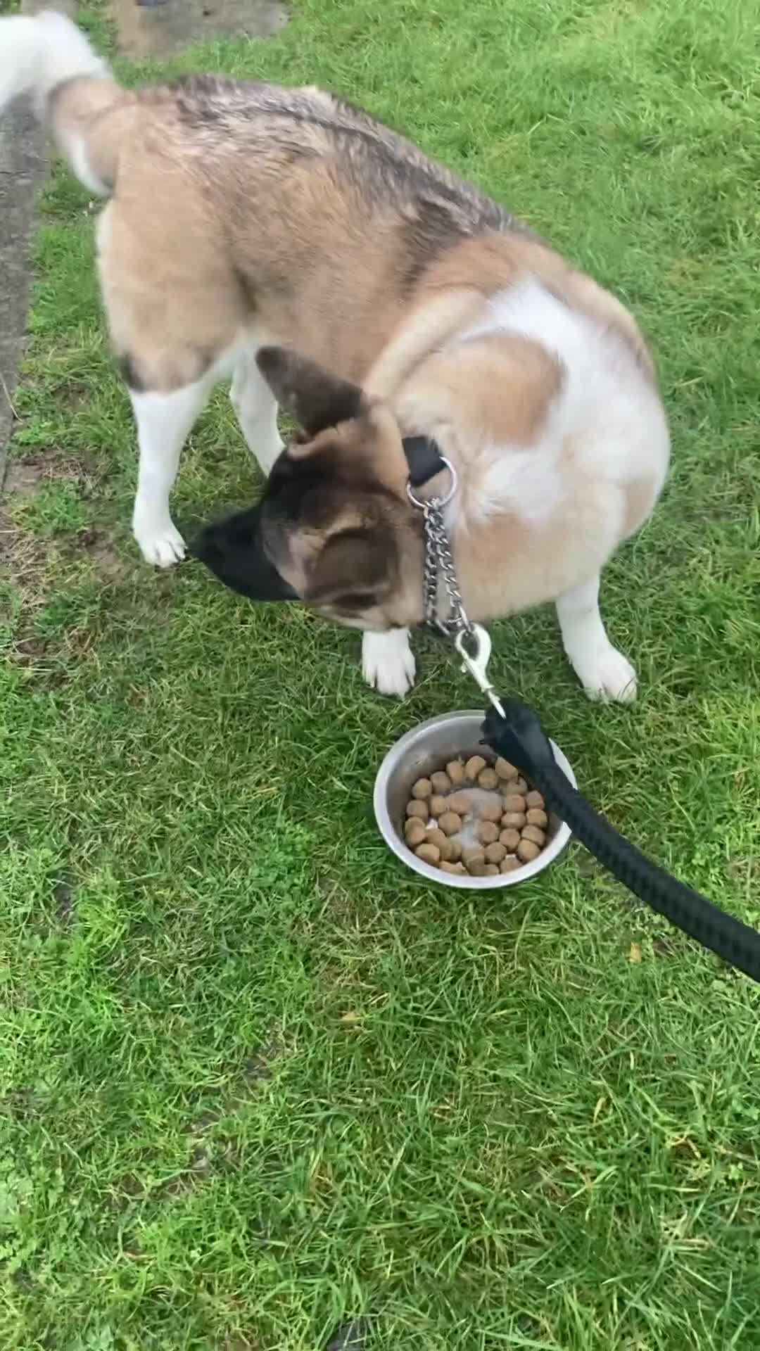 Akita dogs for sale: Shatzy is looking for a new home - Video 1