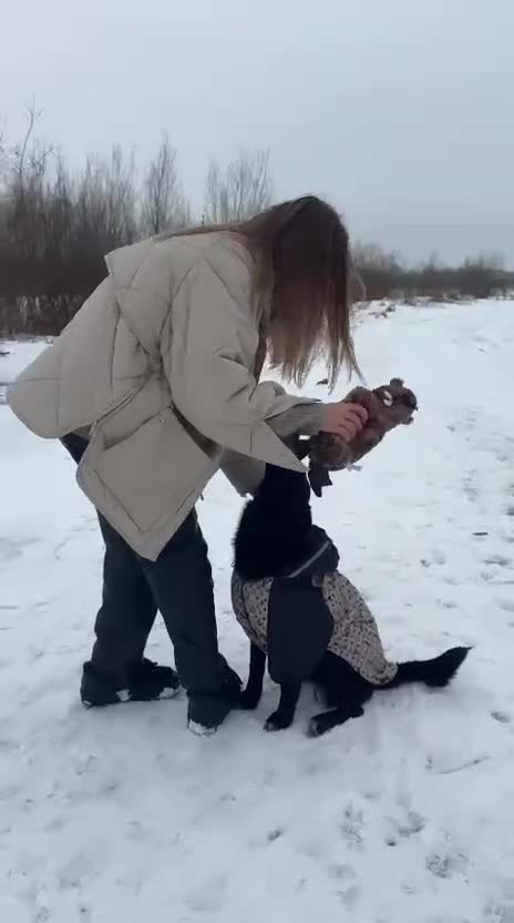 Mixed Breed dogs for adoption: ❤️🐶 ARABELLA – SHE FOLLOWS QUIETLY, LOVES DEEPLY in Burton-on-Trent - Video 3