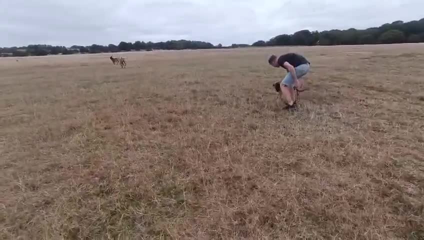 Belgian Shepherd Dog dogs for sale: Malinois puppies. Mother FCI/Father working dog - Video 5
