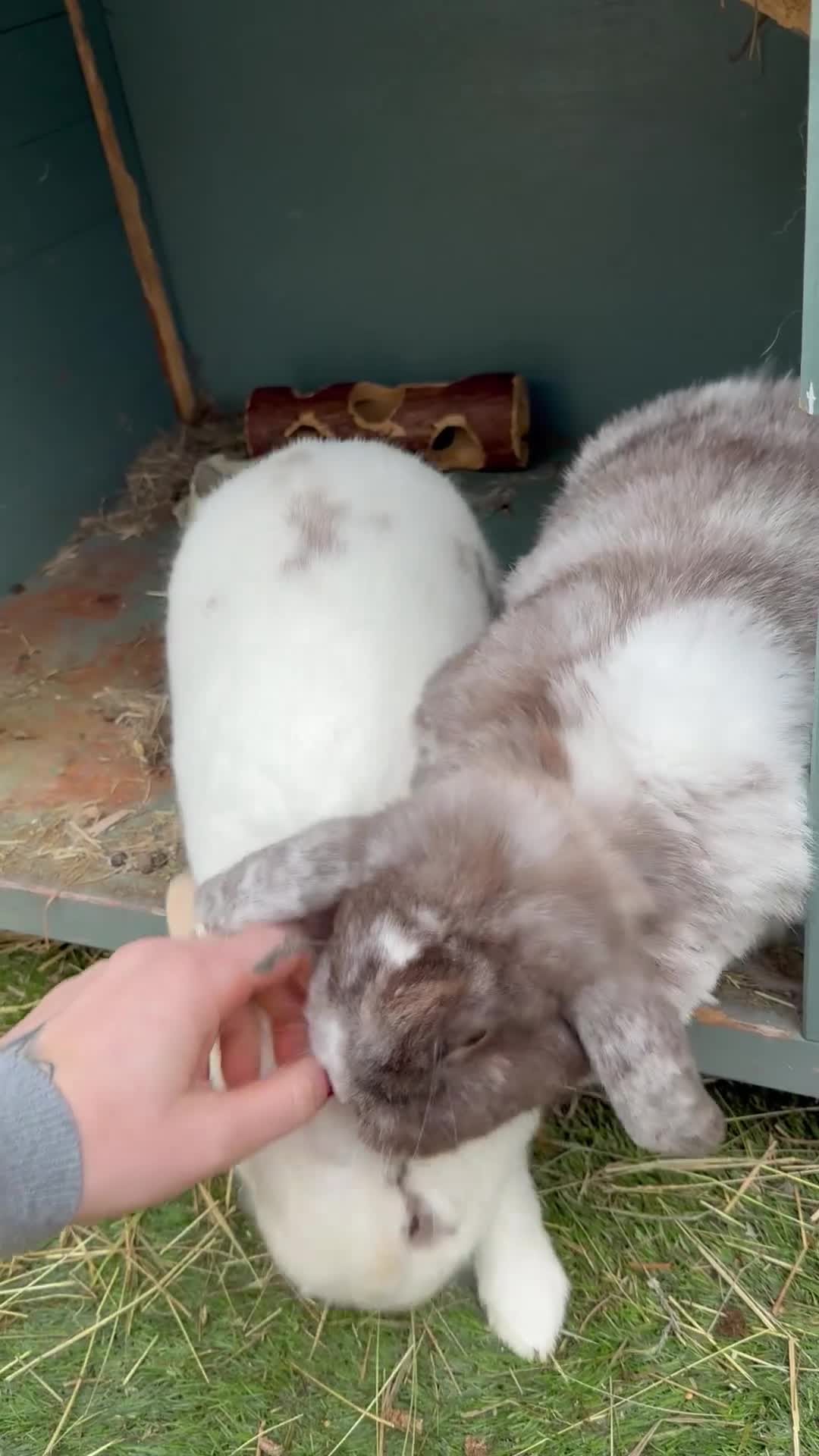 Mixed Breed rabbits for sale: Mini lop/ lionhead male and female rabbits - Video 1